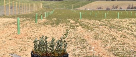 Plantación de encina micorrizada en Villabuena