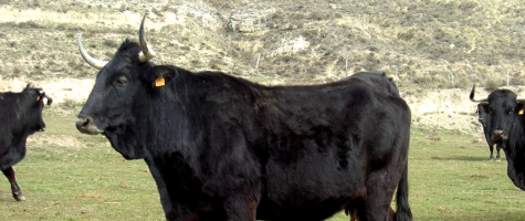 Raza Serrana Negra
