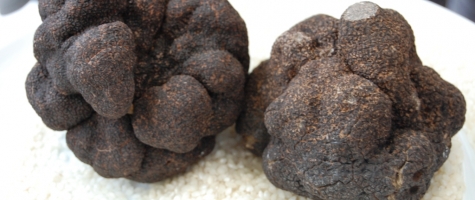 TRUFAS NEGRAS SUBASTADAS POR LA DIPUTACIÓN DE SORIA EN MADRID FUSIÓN 2011