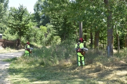 Brigadas forestales de la Diputación trabajando