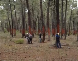 Resineros en los montes de Soria