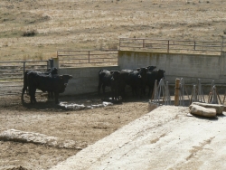 LA DIPUTACIÓN CRIA EN TANIÑE 200 EJEMPLARES DE LA VACA SERRANA AUTÓCTONA DE SORIA