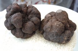 TRUFAS NEGRAS SUBASTADAS POR LA DIPUTACIÓN DE SORIA EN MADRID FUSIÓN 2011